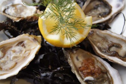 mollusques